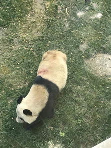 曝兰州熊猫被虐待 回应 不慎划伤 血迹系碘酒 