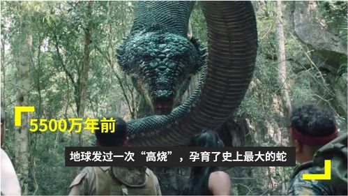 世界上最大的蛇 世界上最大的蟒蛇森蚺，连鳄鱼都是它们的猎物，人类遇到它能逃脱吗？ 