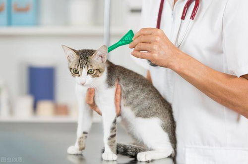 猫咪血便的八种常见原因,找到原因,自己对症治疗