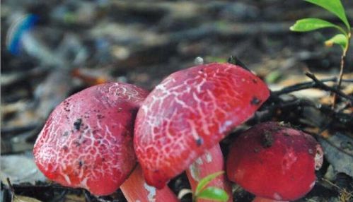 常吃的20种蘑菇的种类图片 可食用的蘑菇图片