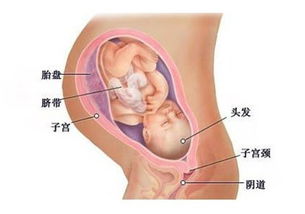 孕期怎么算 孕期如何计算怀孕周期怎么算