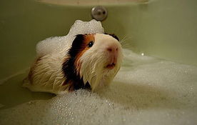 荷兰猪怎么洗澡,荷兰猪怎么洗澡多长时间洗一回