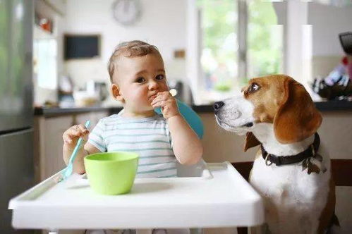 狗狗对小宝宝特别呵护,因为他是未来的铲屎官 真正的原因有两个