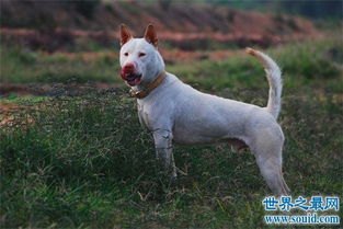中国十大凶犬最新排名,蒙古獒排名第一 