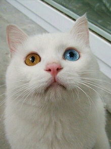 猫咪的眼睛一只是蓝色一只是黄色,这是什么情况