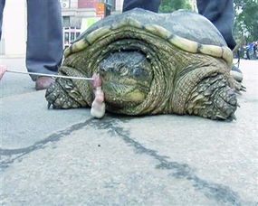 南京一市民在秦淮河 捕到20斤重巴西鳄龟 