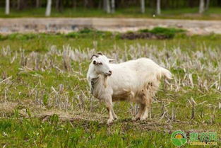 重庆地区山羊的饲养管理及疫病防控措施