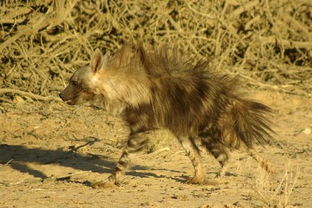 棕鬣狗 搜狗百科 