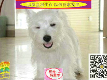 图 大犬舍 直销各种名犬 小型犬 中型犬 大型犬 包健康 北京宠物狗 