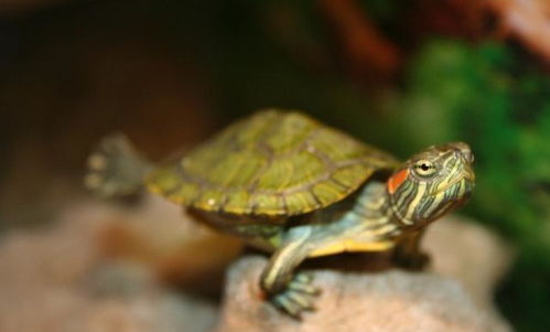 巴西龟的寿命有多长 如何饲养巴西龟来延长它的寿命 快来学习