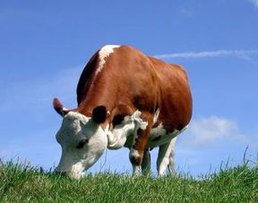 梦见牛是怎么回事