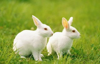 兔和鸡的婚姻能过一辈子吗