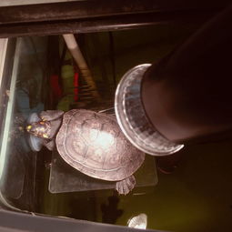 黄头龟可以养深水缸吗？