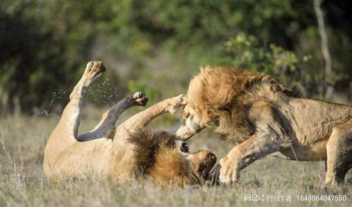 动物交配六亲不认, 若流浪的雄狮长大后, 偶遇自己母亲, 会怎样 狮子 野生动物 动物世界 动物行为 食物链顶端 网易订阅 