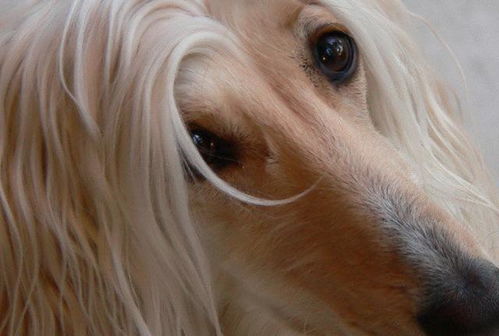 让美容师最头疼的6种狗,一见到就犯愁,犹如噩梦一般