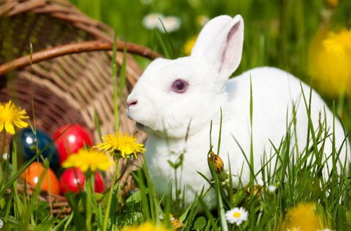 3月鸿运当头,生肖兔的8年愿望终于圆满,家有属兔的出来接喜