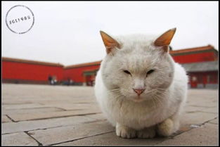 去什么日本猫岛 我要去吸故宫里这 181 只猫 丨喵客帝国