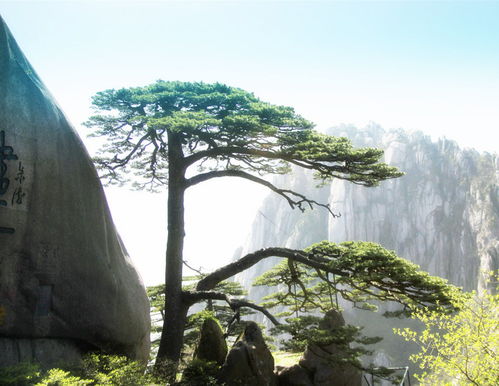 世界最长寿的树 吉尼斯纪录最古老的树
