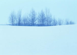 冰雪背景怎么弄好看 白天怎么拍正在下的雪