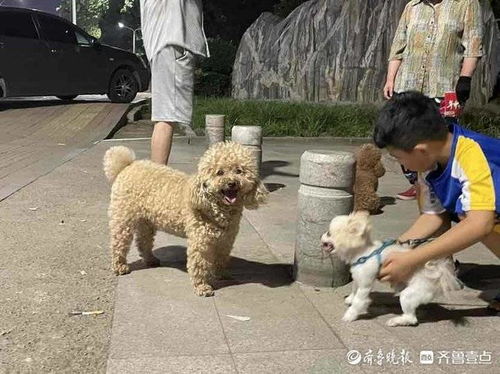 新规下月即将实施,济南文明养犬现状如何