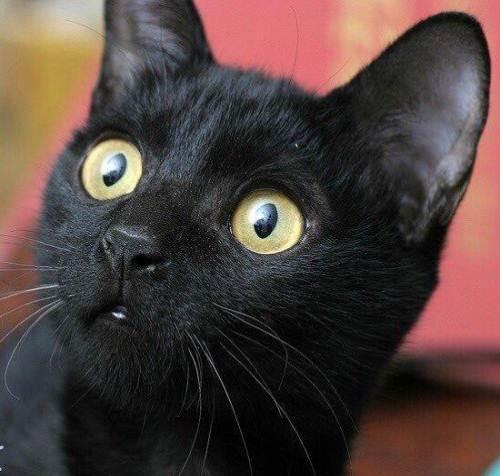 兽医劝告 养猫千万不要选 黑色 的,原因有6个
