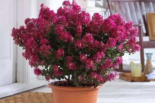 夏季养花选紫薇,高温开花更旺,不挑环境,播种扦插均能繁衍