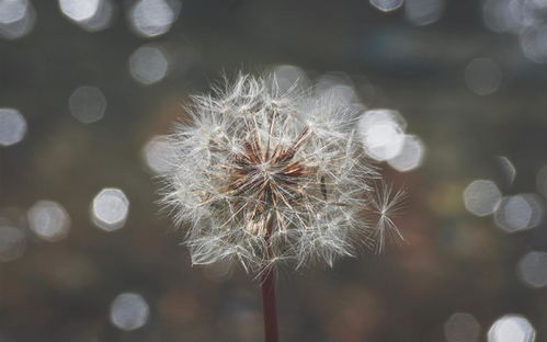 2月上中旬,天涯虽远,情却相牵,明月寄情,难抵旧爱的四生肖