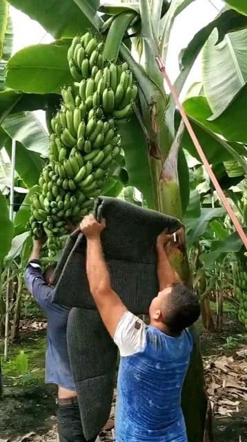 原来香蕉是长树上的,长见识了 