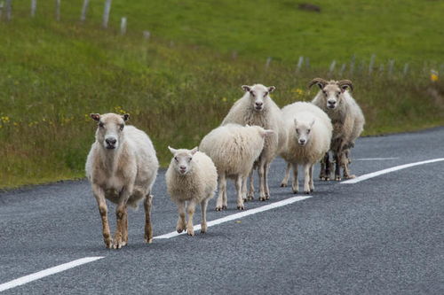 属羊人2020年9月运势运程 属羊人2020年9月运势如何