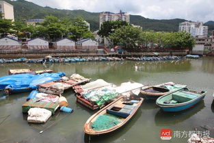 深圳这个百年渔村迎来旧改 捕鱼业后继无人 非遗又何处安身 