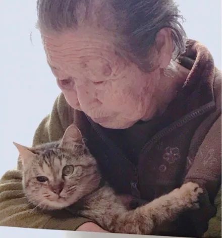 一92岁老奶奶,多年来收养被遗弃的猫,由于猫越来越多,于是... 