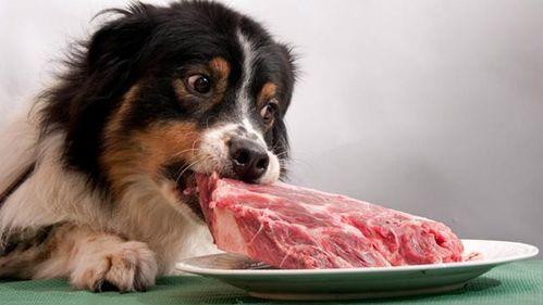 狗能吃生肉,但不建议吃,因为吃生肉有这些隐患