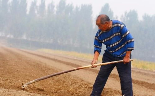 为什么农村的一些老人叫不要种地还是要去种