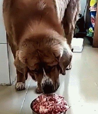 狗狗每天吃一大盆生肉,狗狗 开始腻了