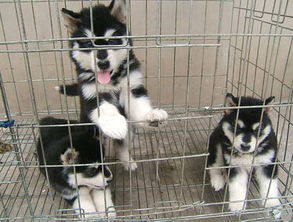 洛奇宠物馆各种名犬出售预定种公对外借配 北海猫狗交易 北海365 