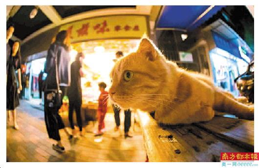街猫摄影师 花哥 撸猫6年拍出4万张治愈图