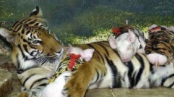 动物园把小猪扮成宝宝,安慰丧子母老虎,最后是这种结局