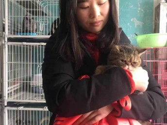 图 上海长宁区 24小时流浪狗 流浪猫领养收养收容中心电话 上海宠物狗 