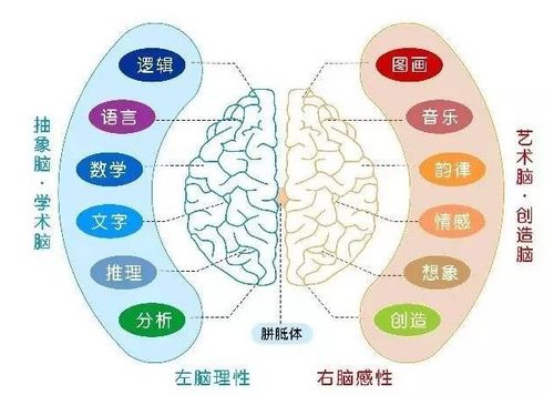 0 6岁是右脑发育黄金期,3个方法,帮助娃养成 超强大脑