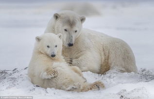 北极熊母子相拥取暖抵御暴风雪 