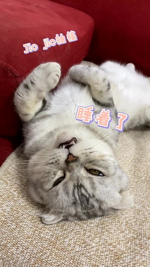 你见过这种睡姿的猫吗 今天你就见到了 