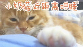 流浪猫 橘猫眼睛状况变好了 怀孕的狸花大口吃饭 吃鱼籽