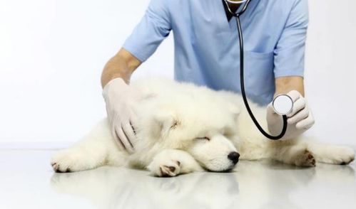 狗狗腹泻一般由什么引起的 狗狗出现什么症状时需要带去宠物医院检查