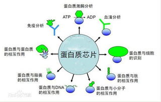 梅毒检测方法临床分析的论文 临床综合论文 中国论文网 