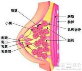 乳腺癌手术后能同房吗