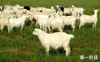 肉羊的常见疾病有哪些 肉羊的常见疾病防治方法