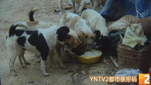 住户收养流浪犬,邻居集体投诉 养狗人 救助11年,我很小心了