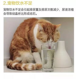你家猫总是不喝水 那是你没用对方法 
