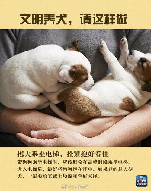 我是中华田园犬,为什么我在中华是禁养犬