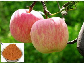 苹果有什么颜色,各种颜色苹果的寓意是什么？